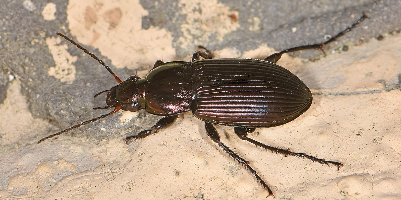 Carabidae: Poecilus cupreus